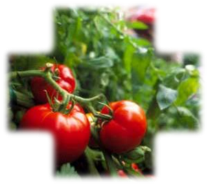 Agriculture · irrigation · water efficiency